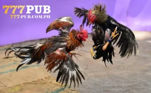 777PUB cockfighting