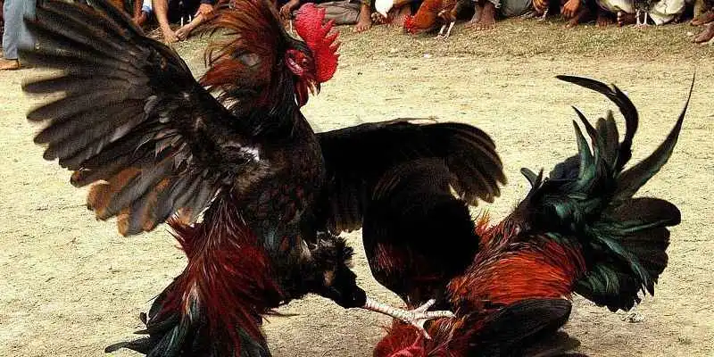 Thomo cockfighting